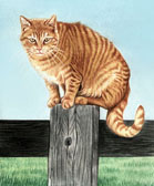 Dag on the Fencepost